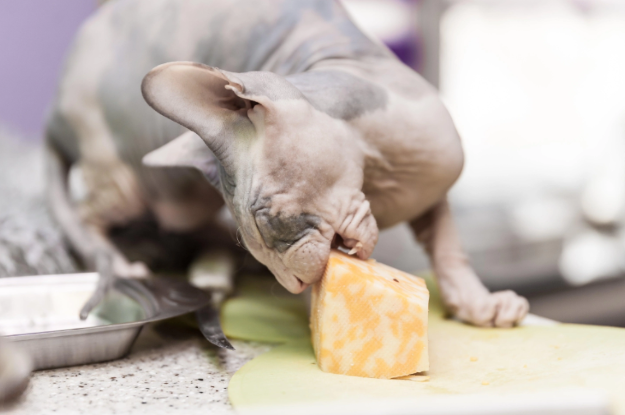 can cats eat cheese