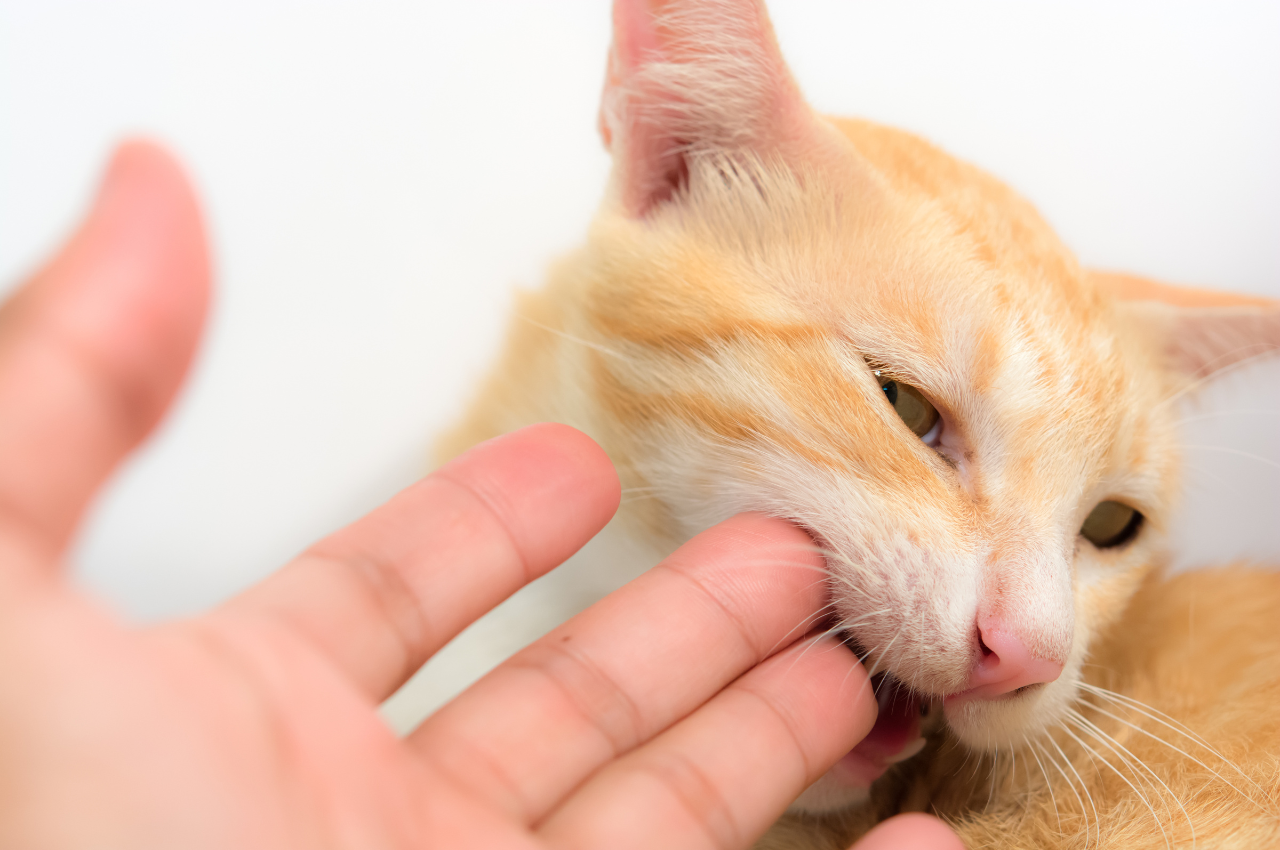 how to stop a cat from biting