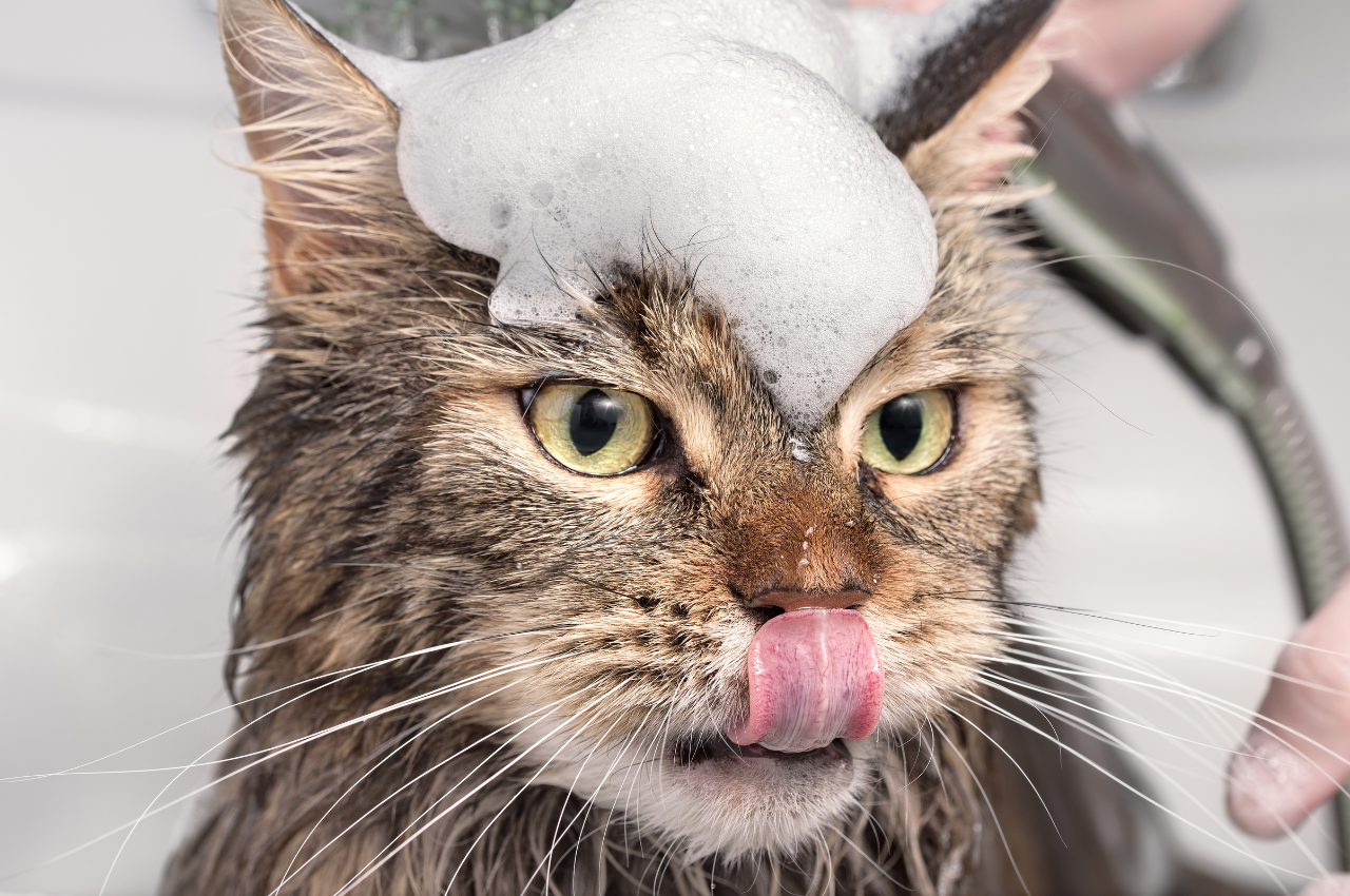 how to give a cat a bath
