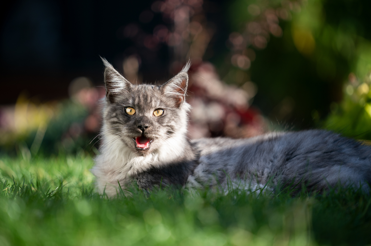 How do I comfort my cats panting?