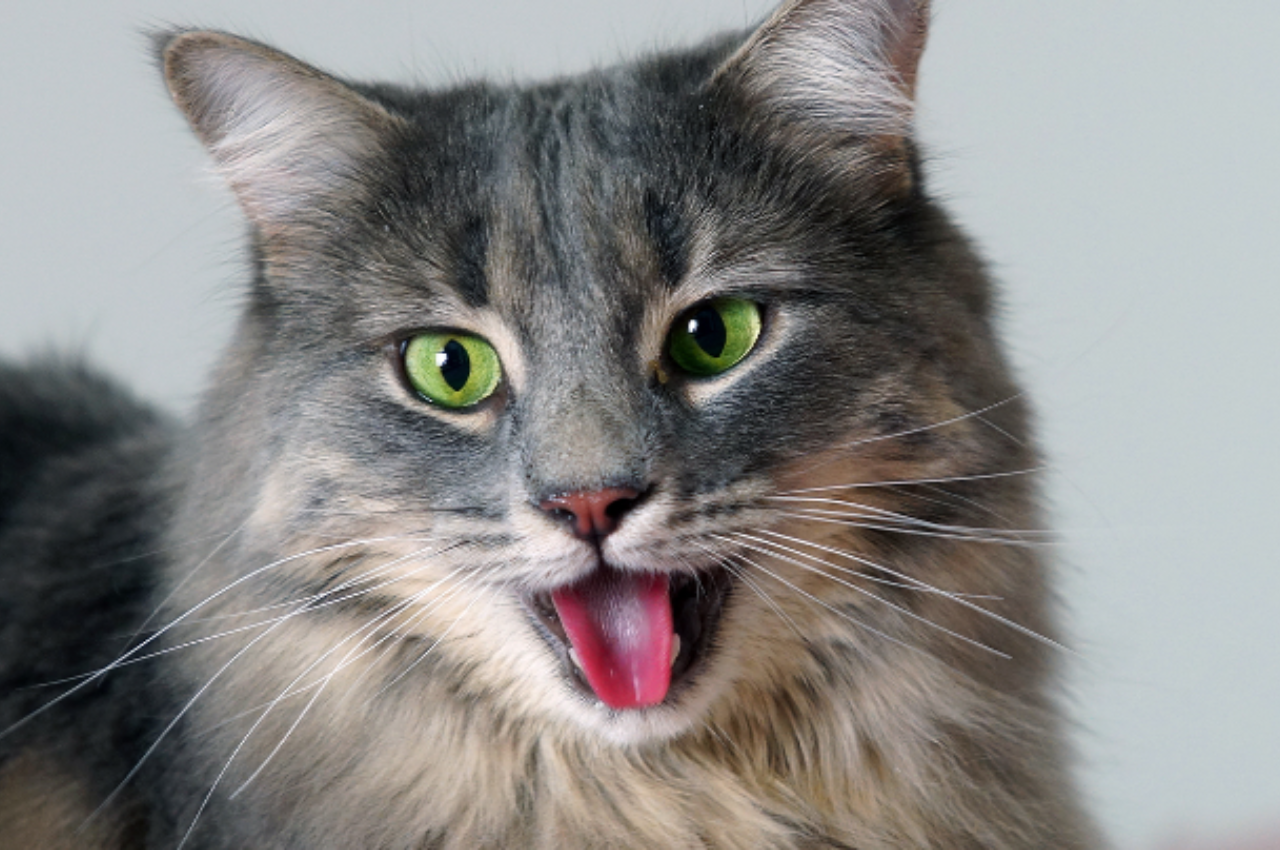 why is my cat panting