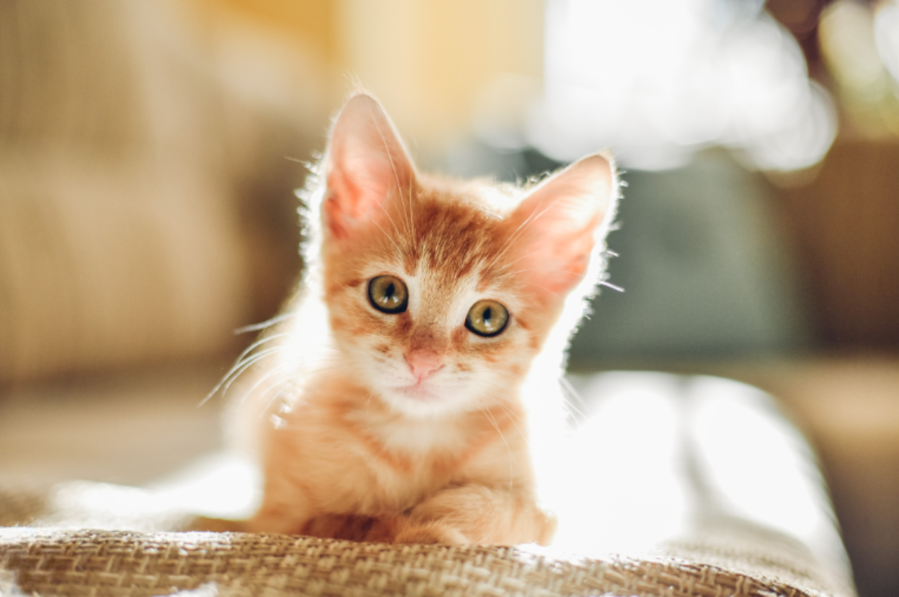 how to take care of a kitten
