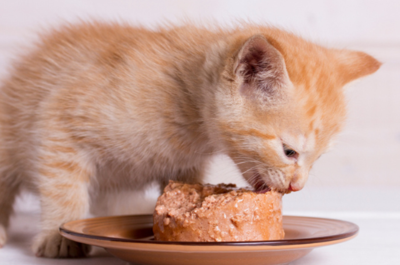 how much wet food to feed a kitten