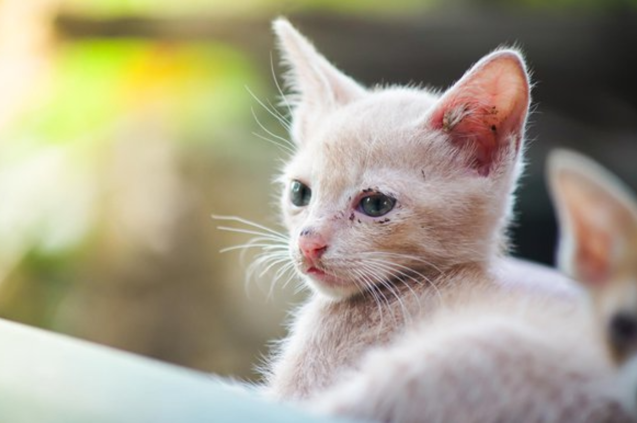 What is Fading Kitten Syndrome: Critical Insights