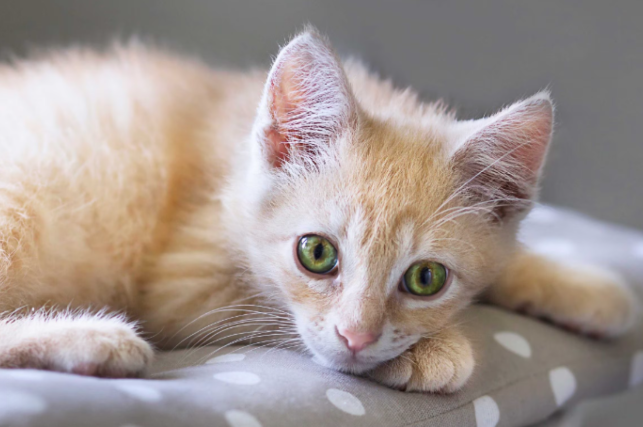 what to feed a kitten with diarrhea