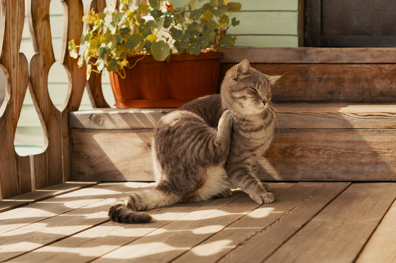 how to tell if cat has fleas
