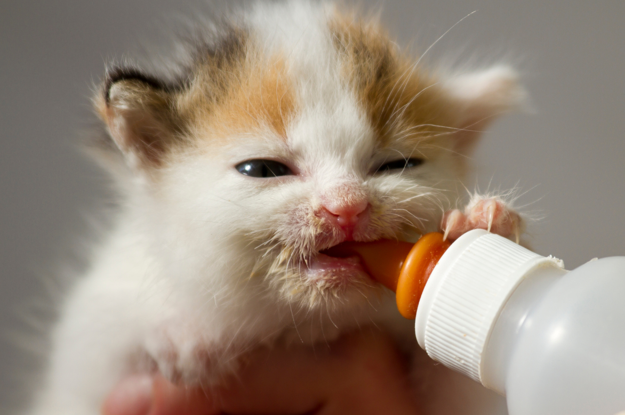 what to feed a newborn kitten
