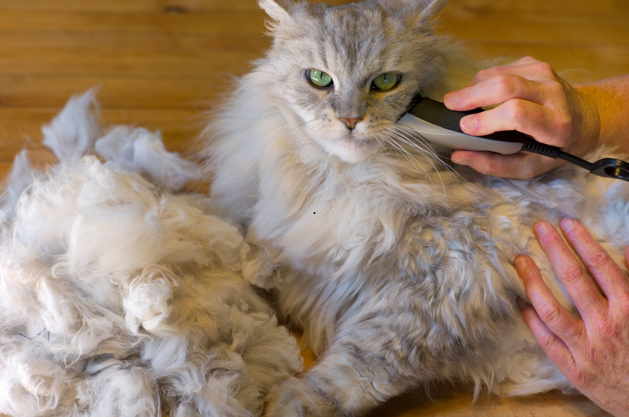 how to shave a cat