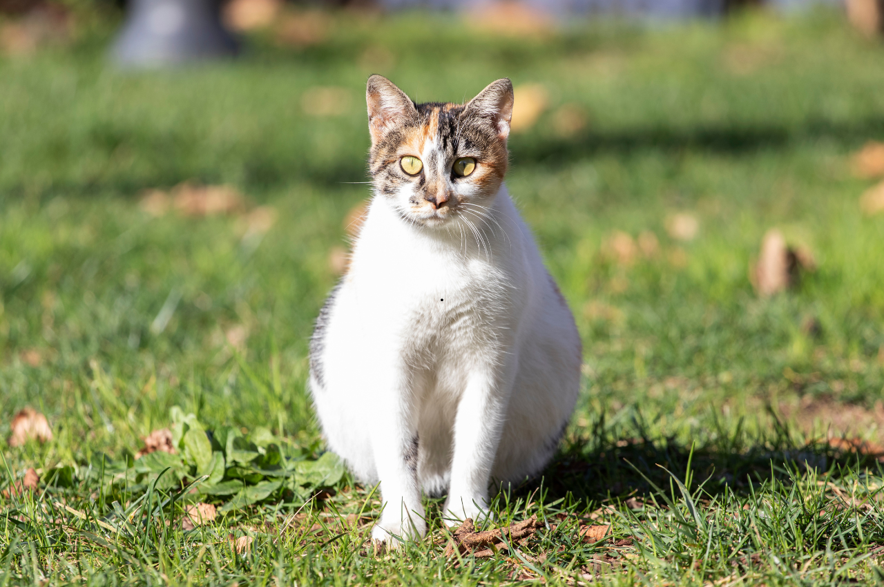 what does a pregnant cat look like