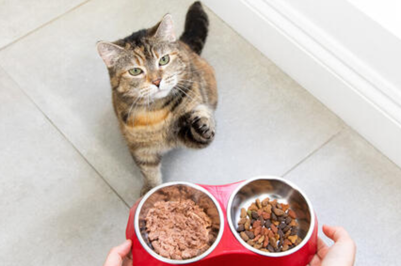 what human food can cats eat