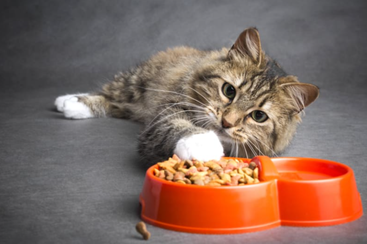 why is my cat not eating