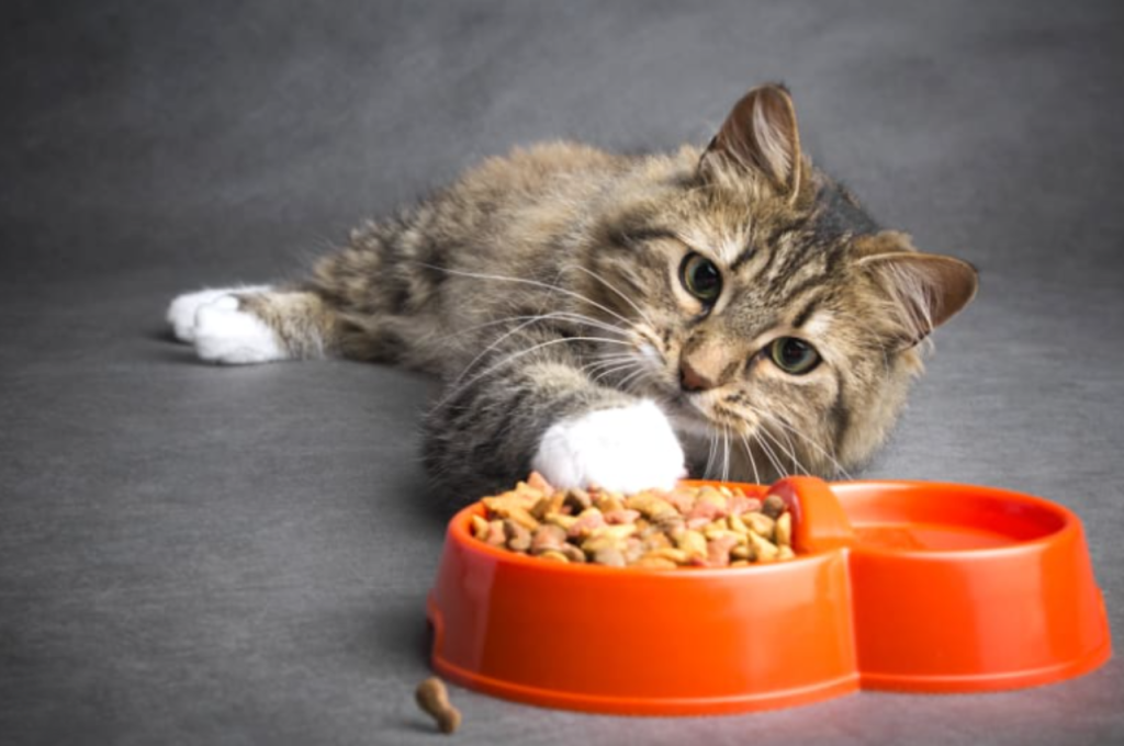 Why is My Cat Not Eating?