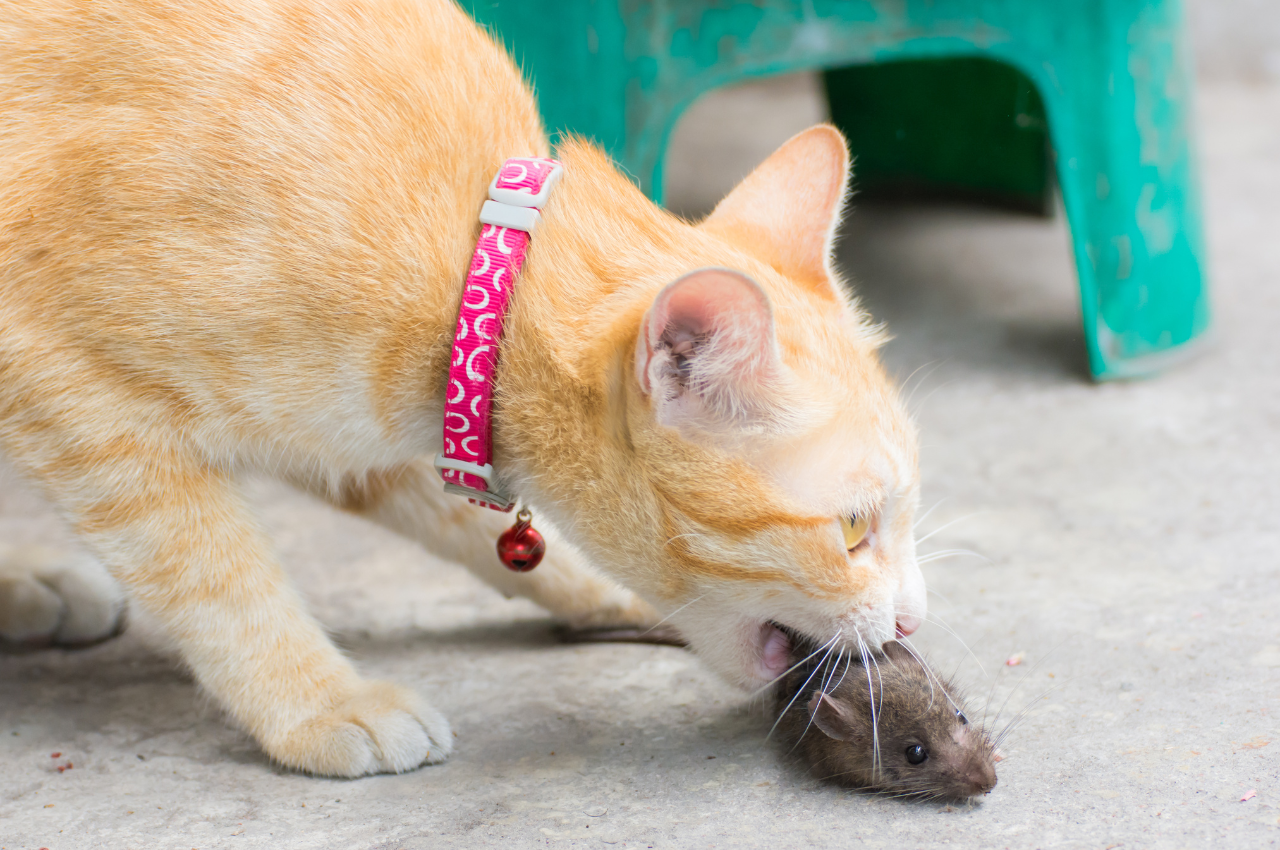 Is it normal for a cat to eat a mouse?