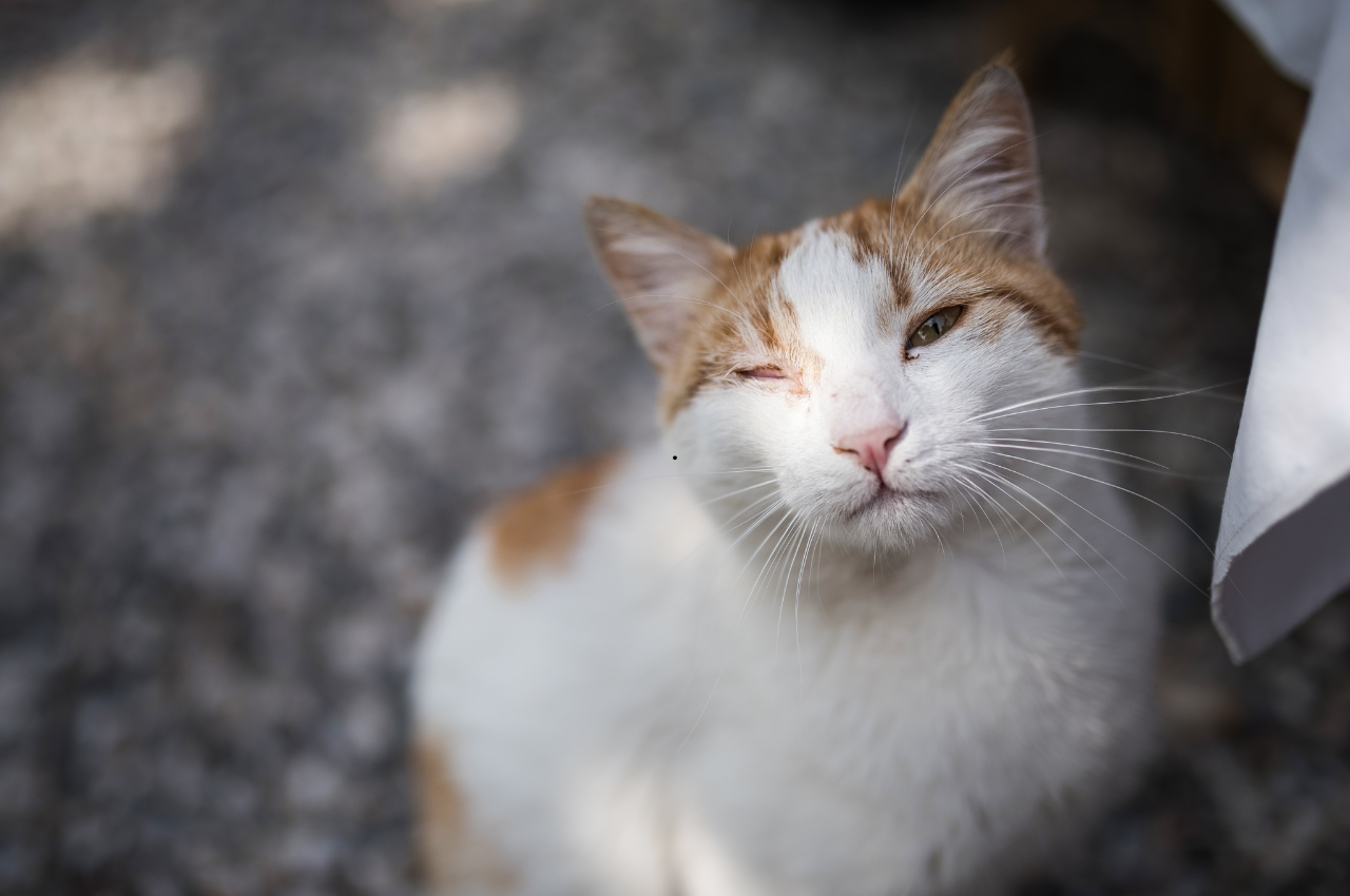 how do i know if my cat has worms