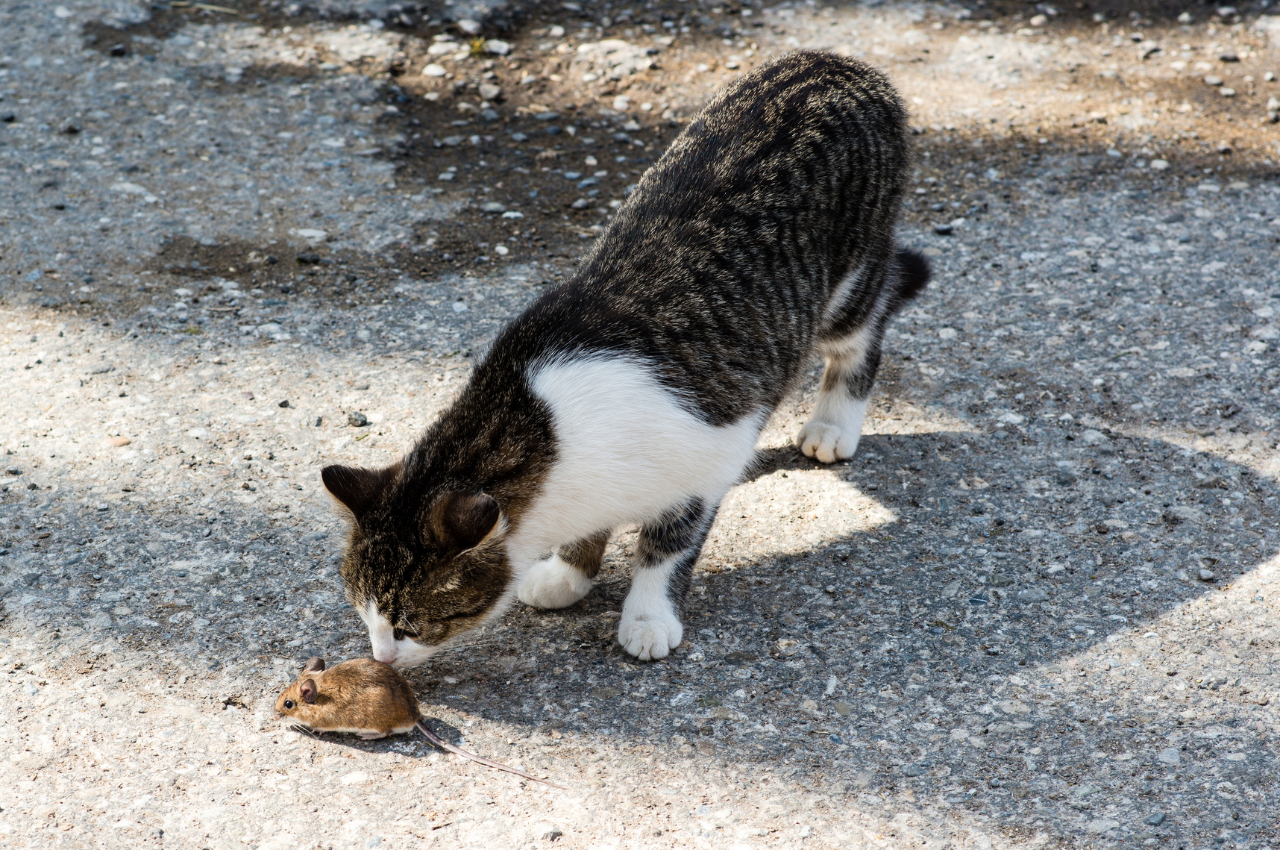 Should I be worried if my cat eats a mouse?