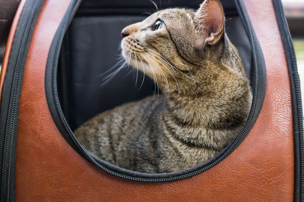 how to transport a cat long distance