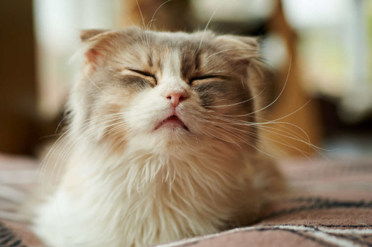 how to get rid of cat allergies naturally