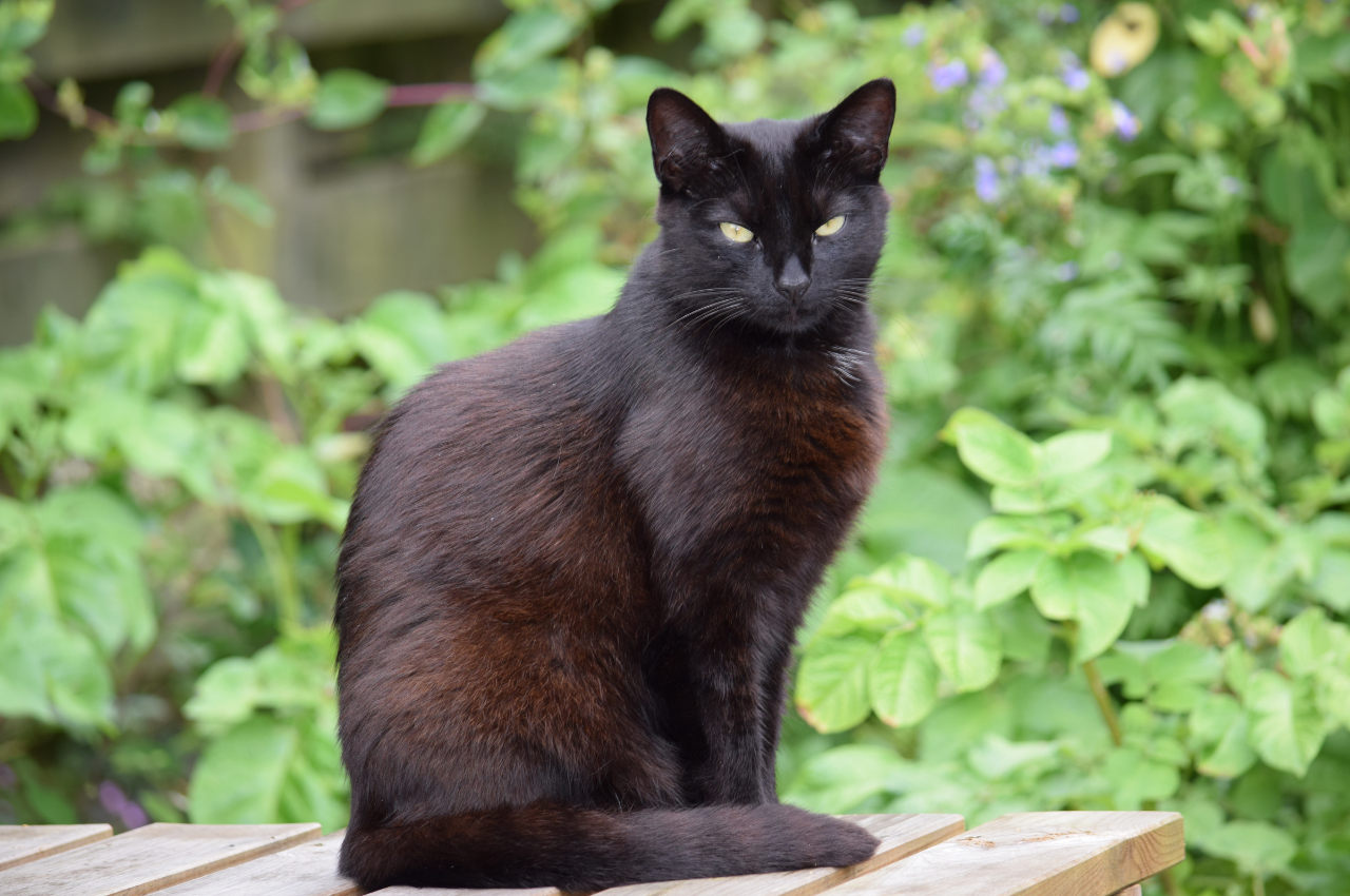 what does it mean when a black cat crosses your path