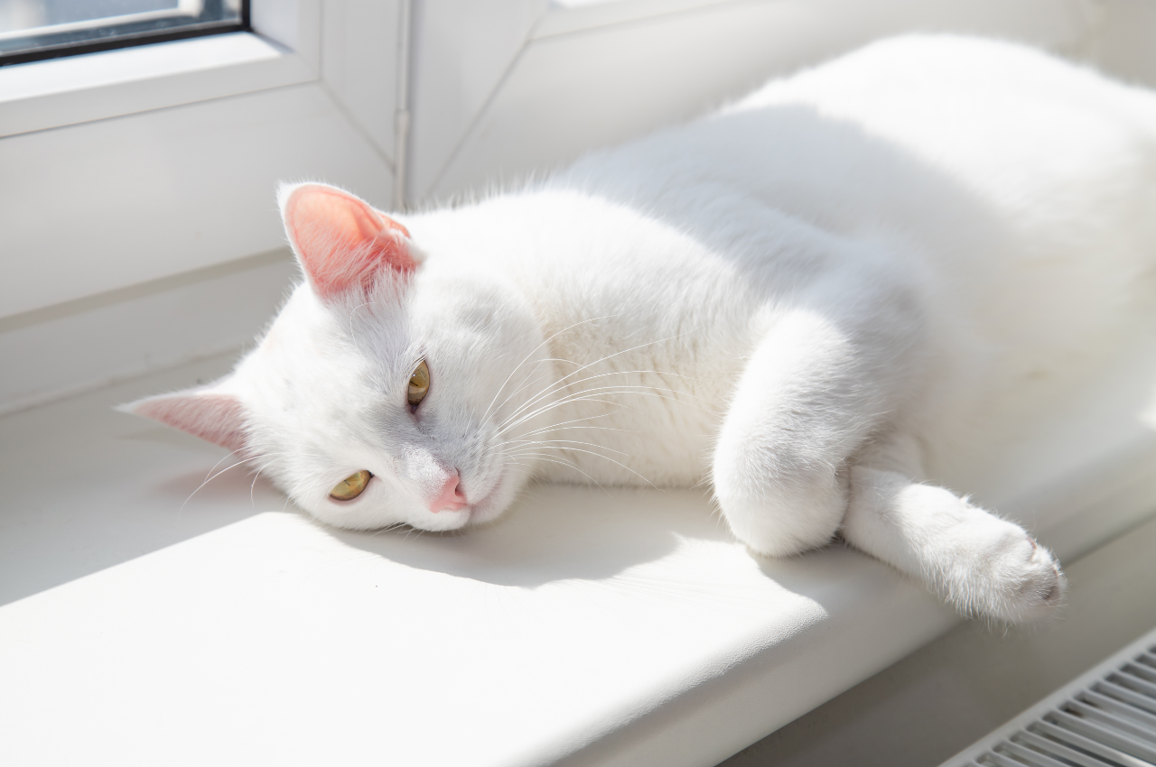 how do i know if my cat is sick
