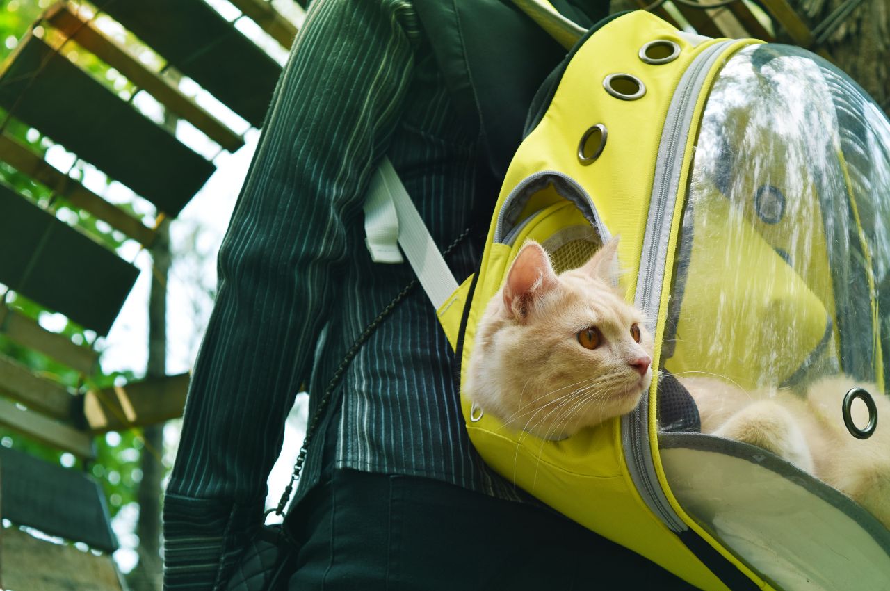 how to transport cats across the country