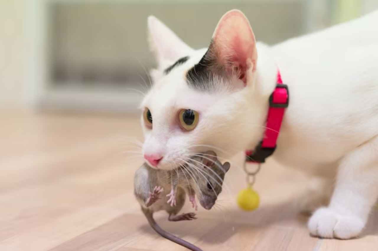 can a cat get sick from eating a mouse