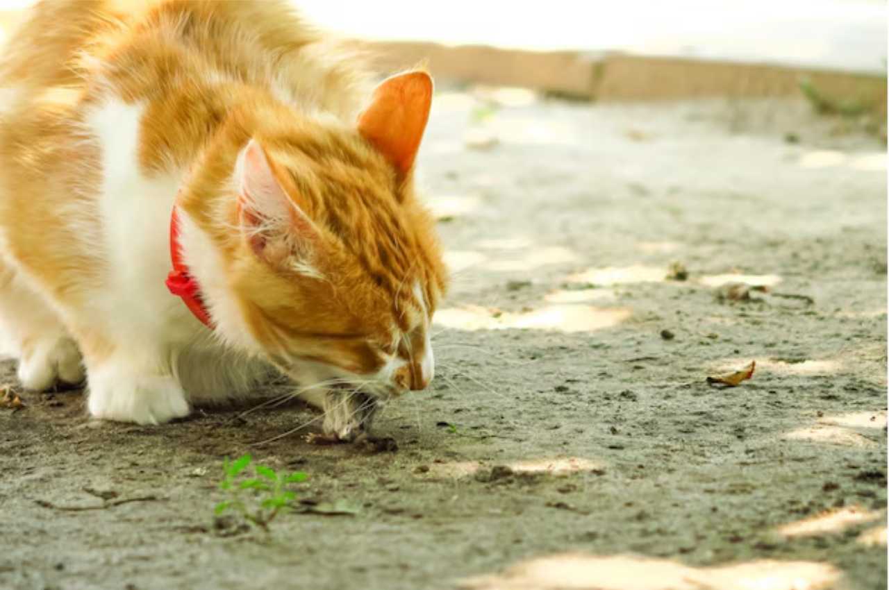 what happens if a cat eats a poisoned mouse