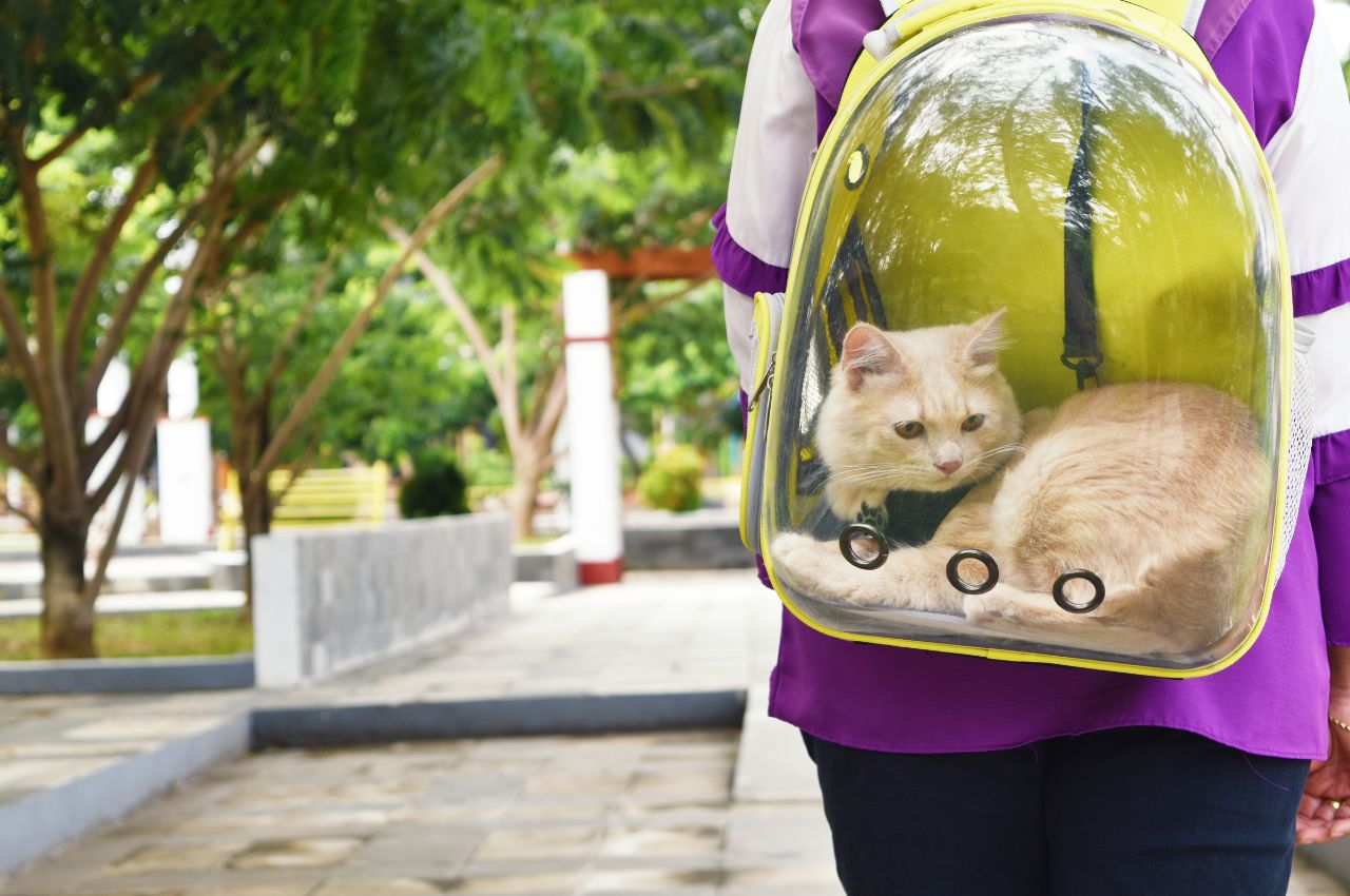How do I transport my cat?