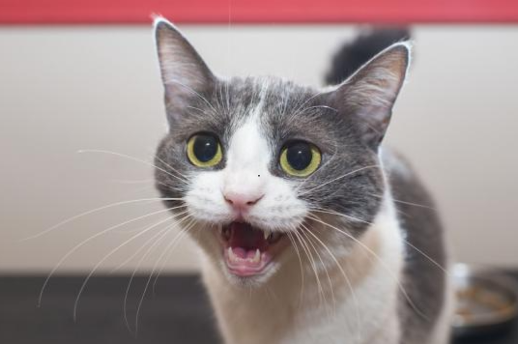 how to speak cat