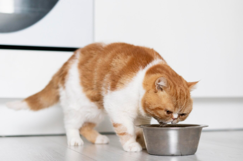 how to keep ants out of cat food