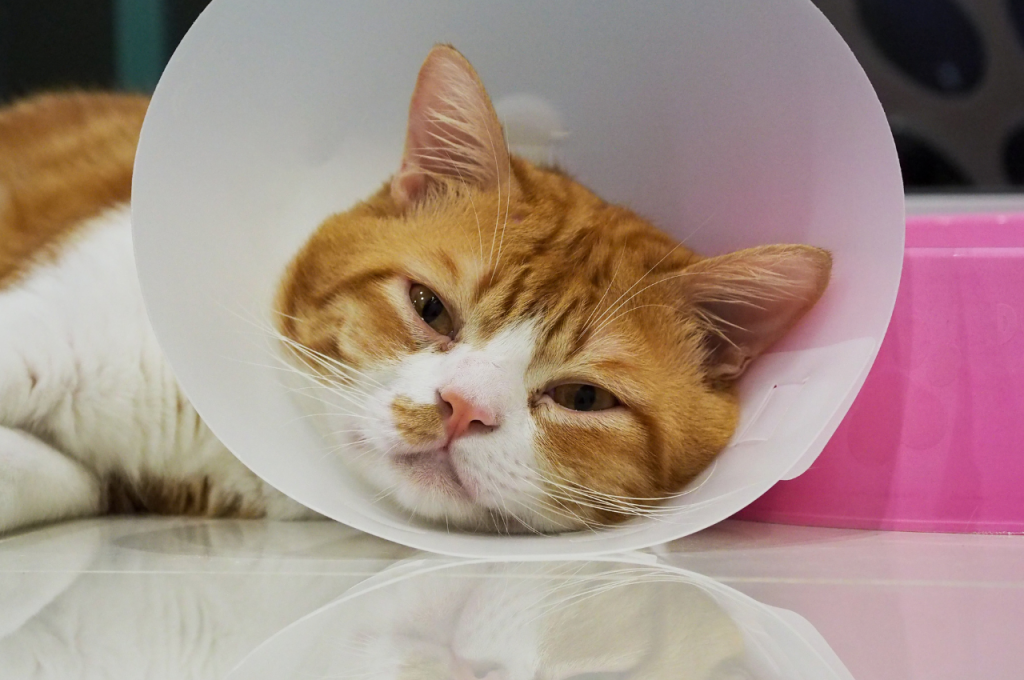 how do i know if my cat is sick