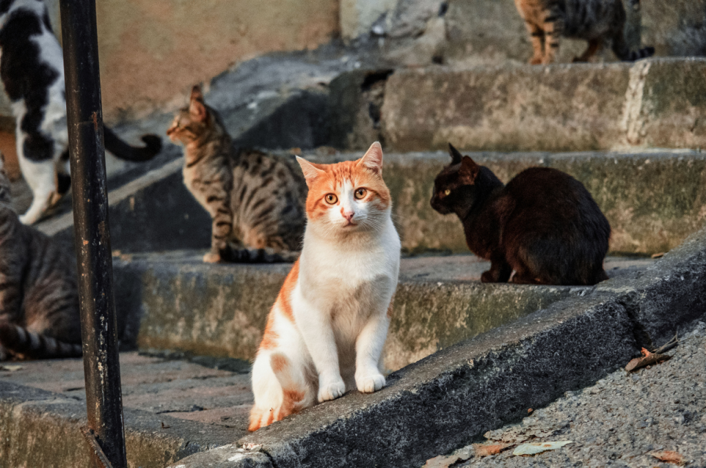 how to catch a stray cat