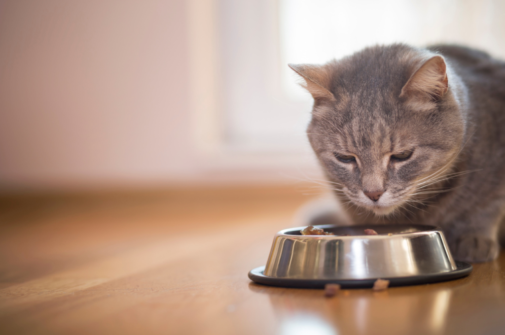 why isn't my cat eating