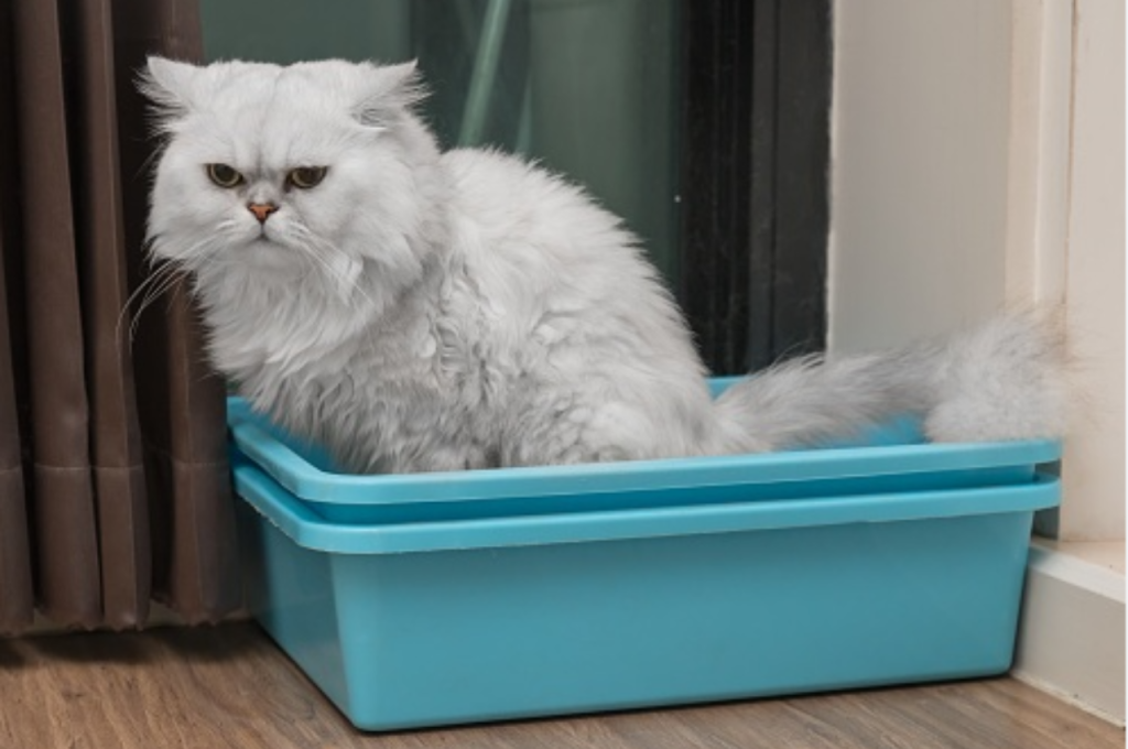 how to help a constipated cat naturally