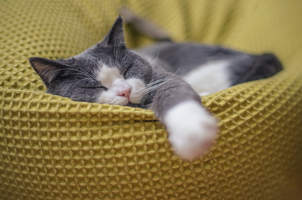 what does it mean when a cat sleeps by your head