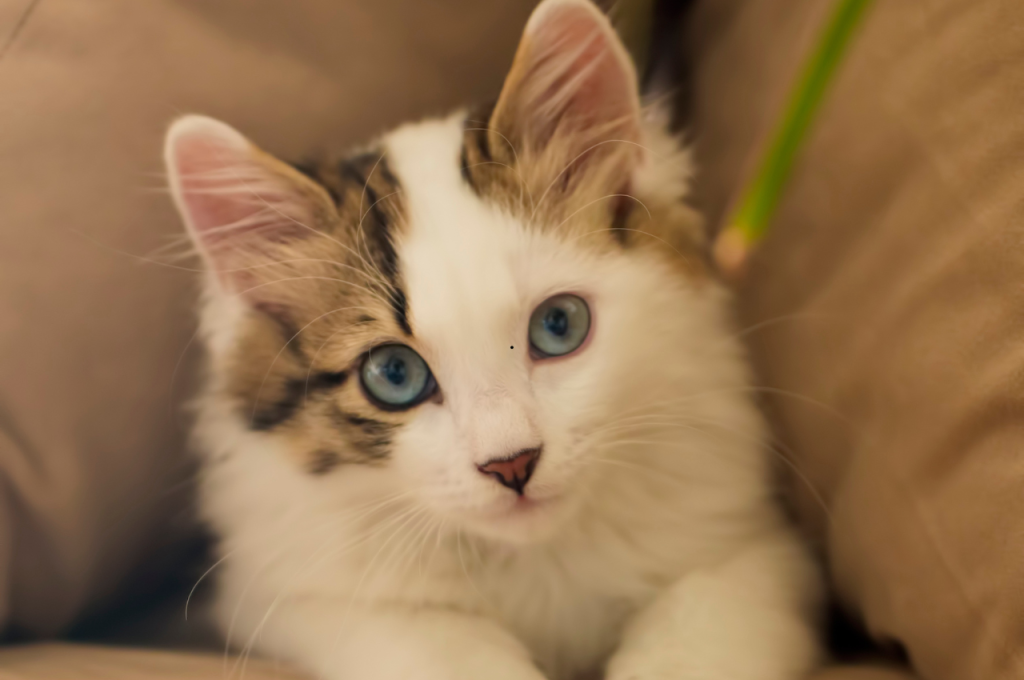 what are the different types of cats