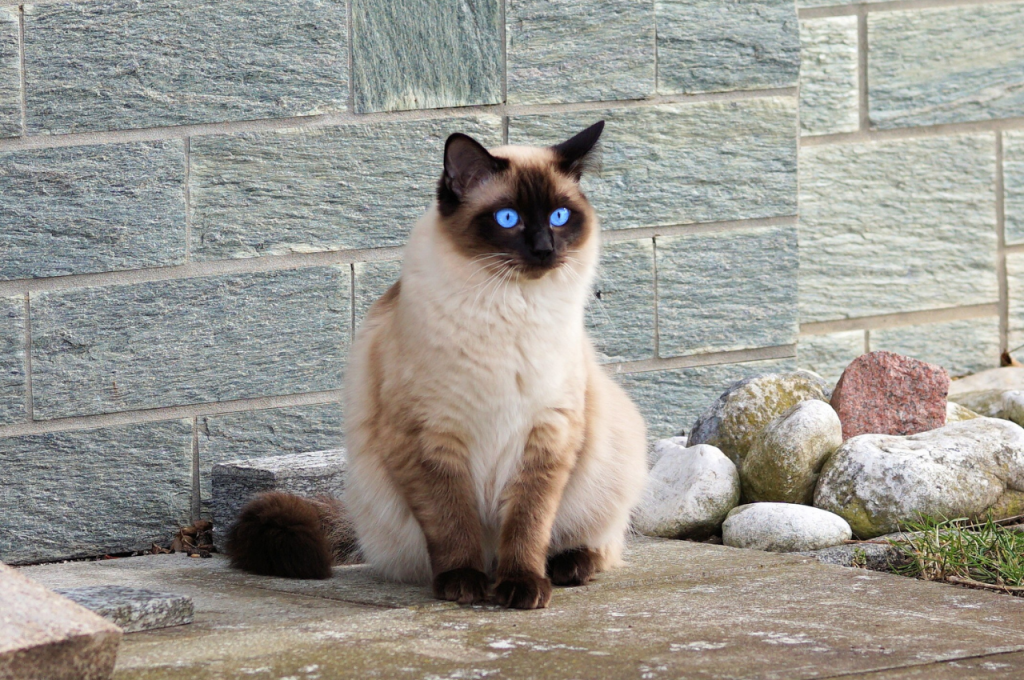 what are the different types of domestic cats in the usa