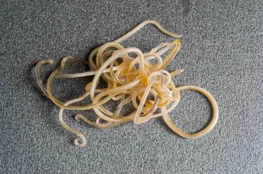 different types of worms in cats
