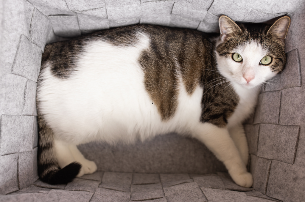 What are some fun facts about cat behavior?