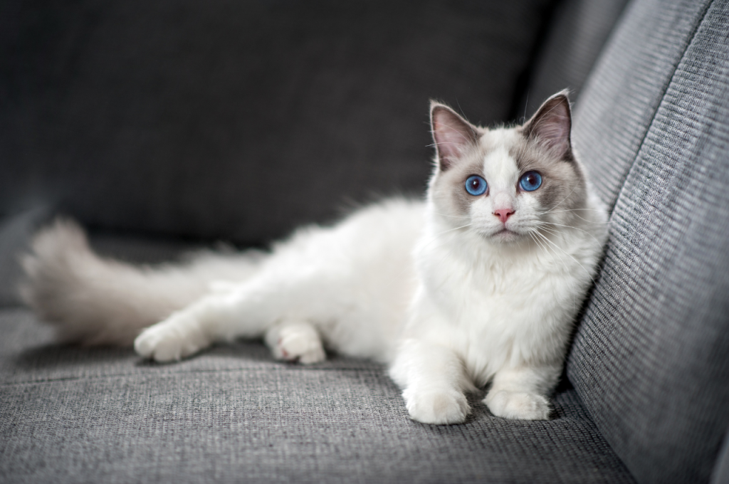 What is typical behaviour in cats?