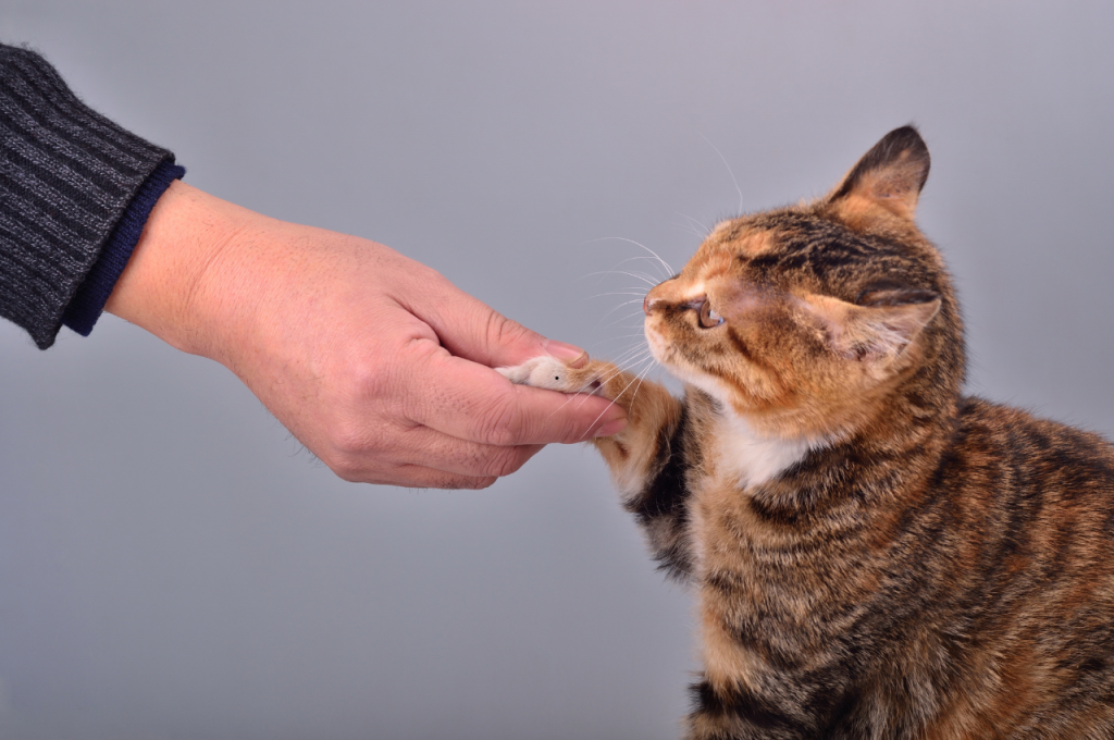 How do you tell if your cat loves you?