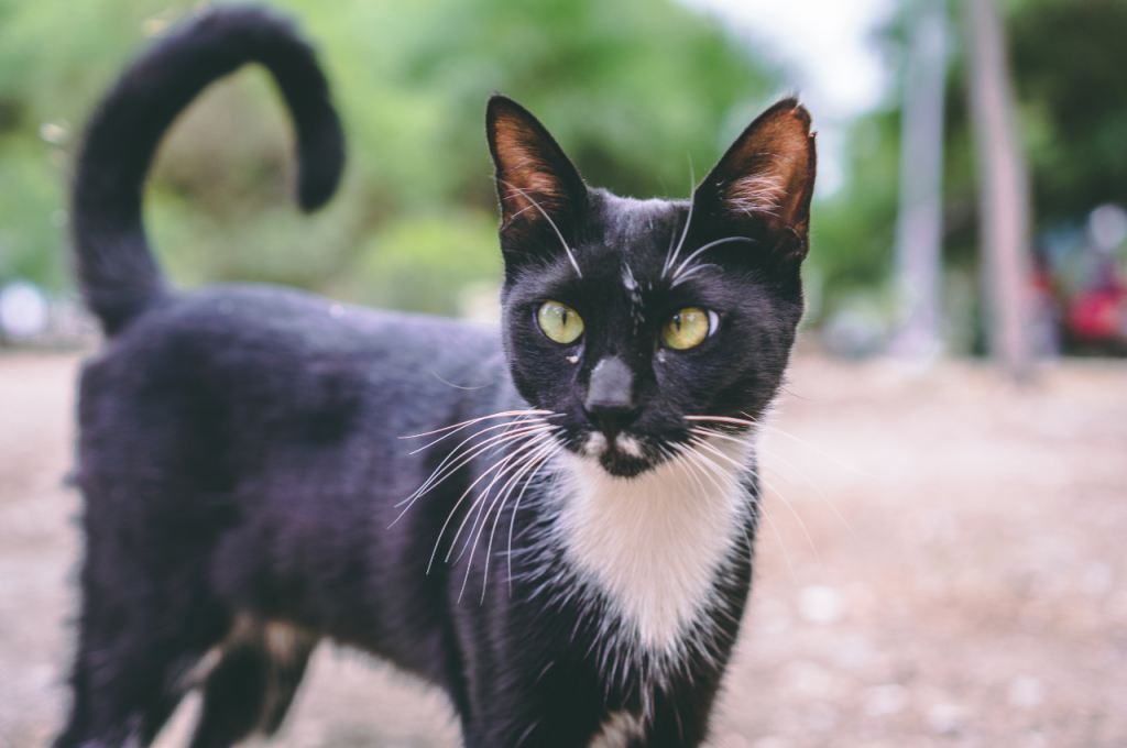 What is a cat's upset body language?
