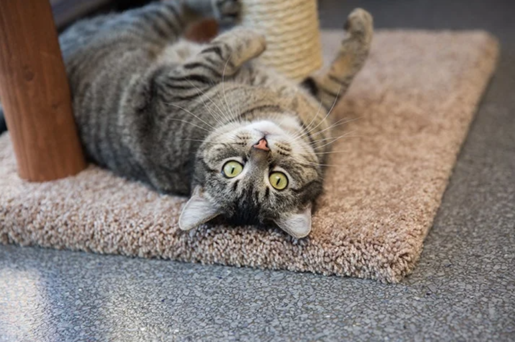 What is a friendly body language for cats?