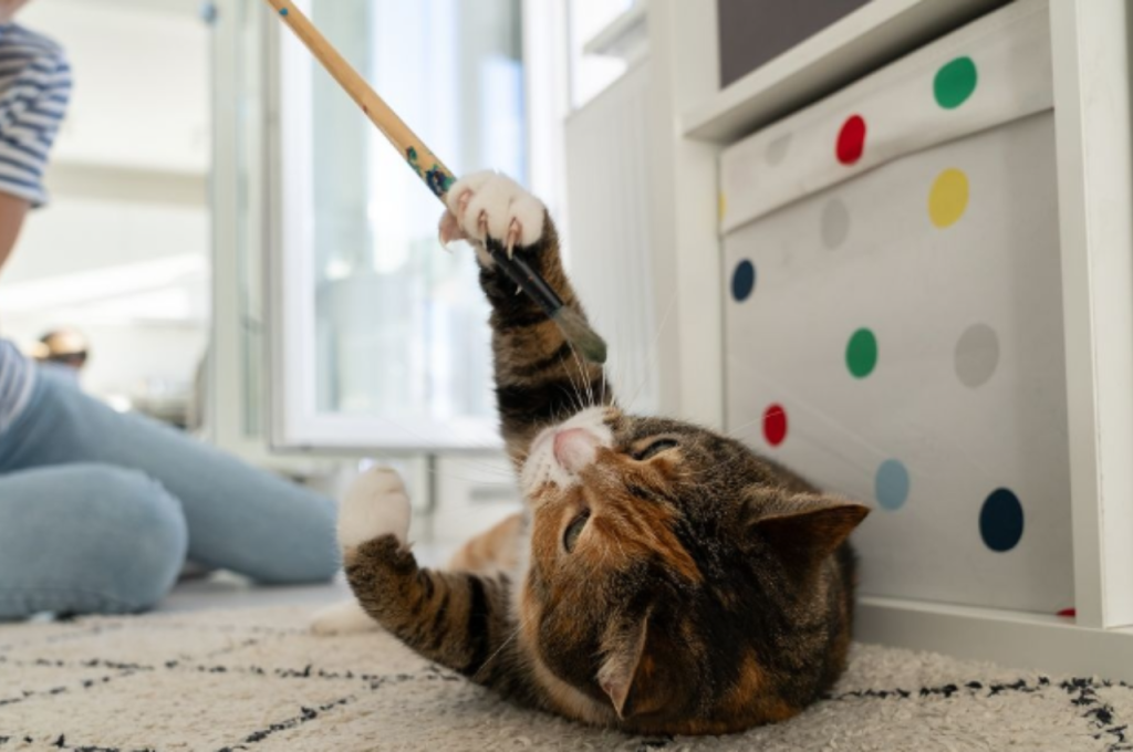 How to tell if a cat trusts you?