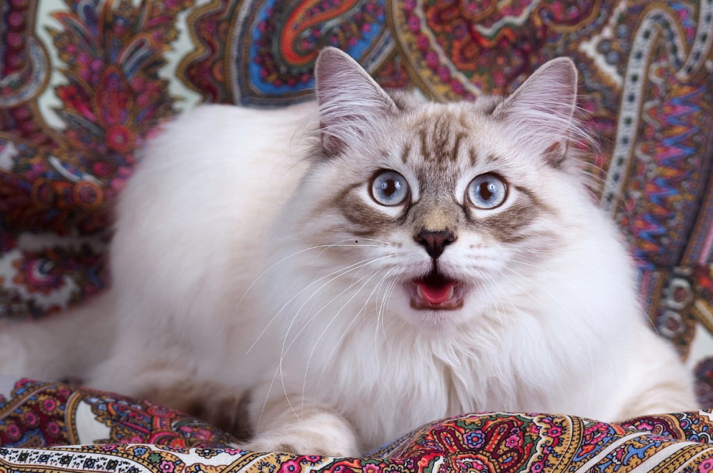How do you tell if your cat is protective of you?