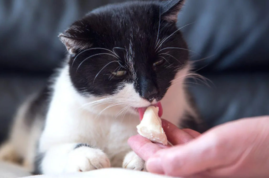 can cats eat cheese