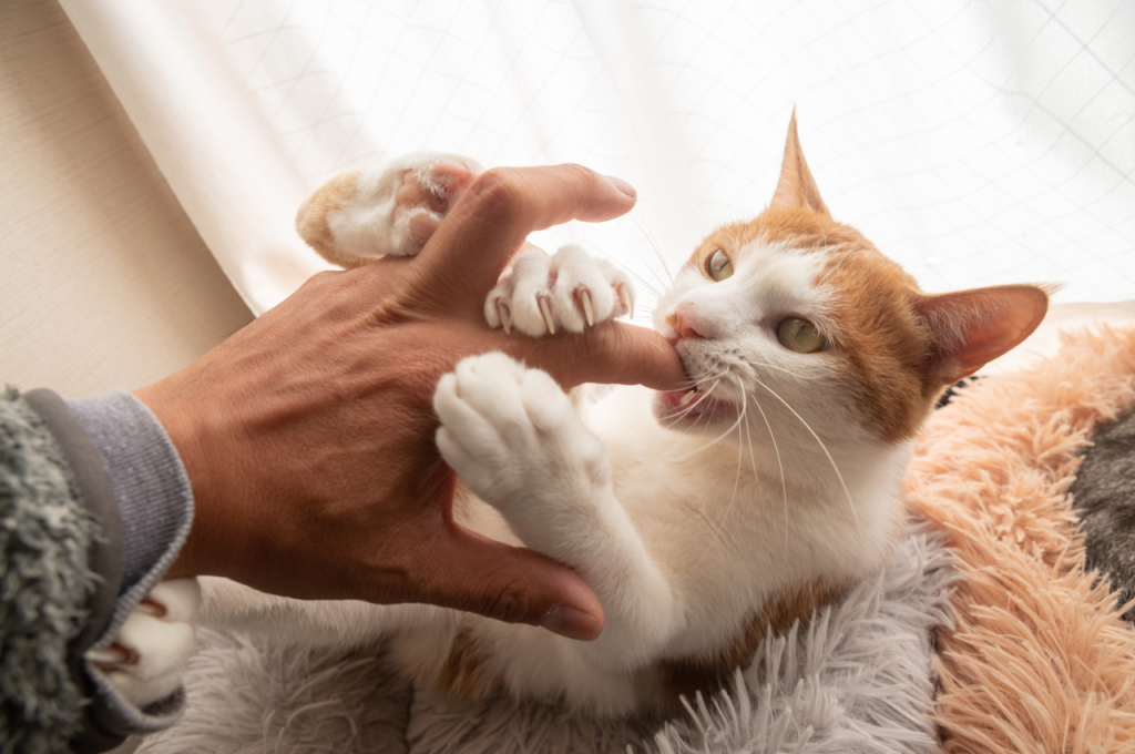 how to stop a cat from biting