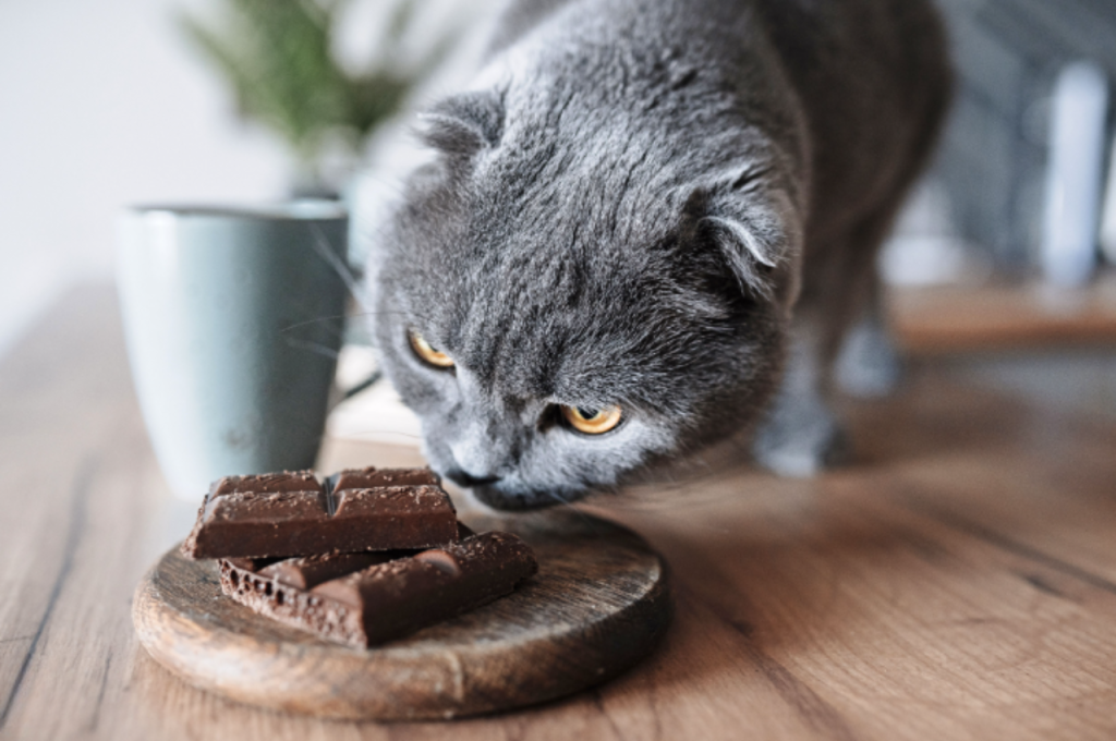 can cats eat chocolate