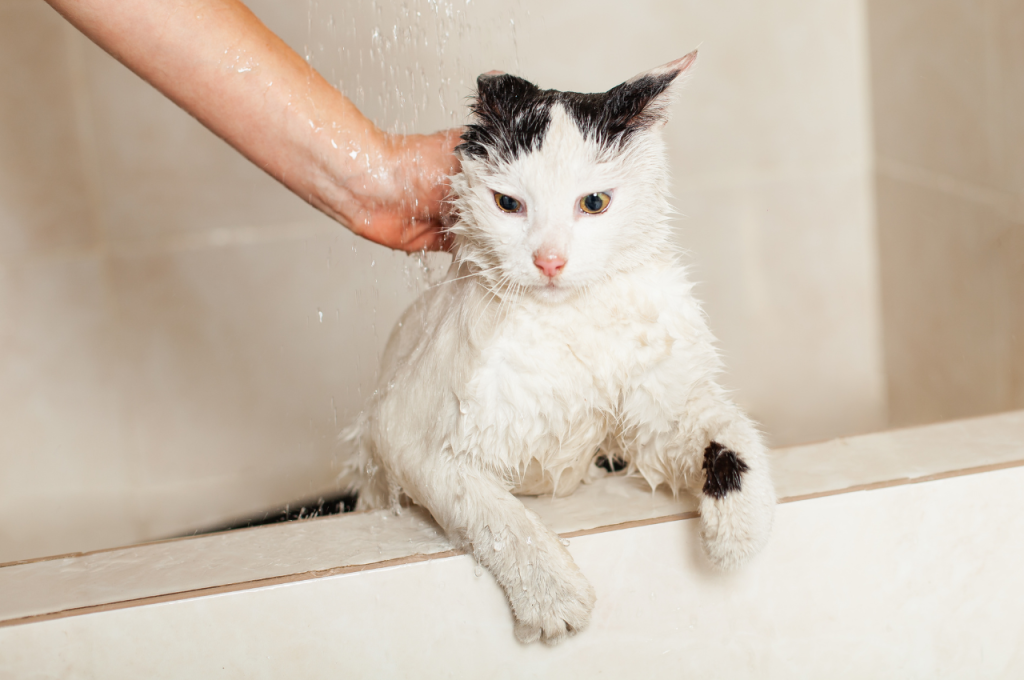 how to give a cat a bath