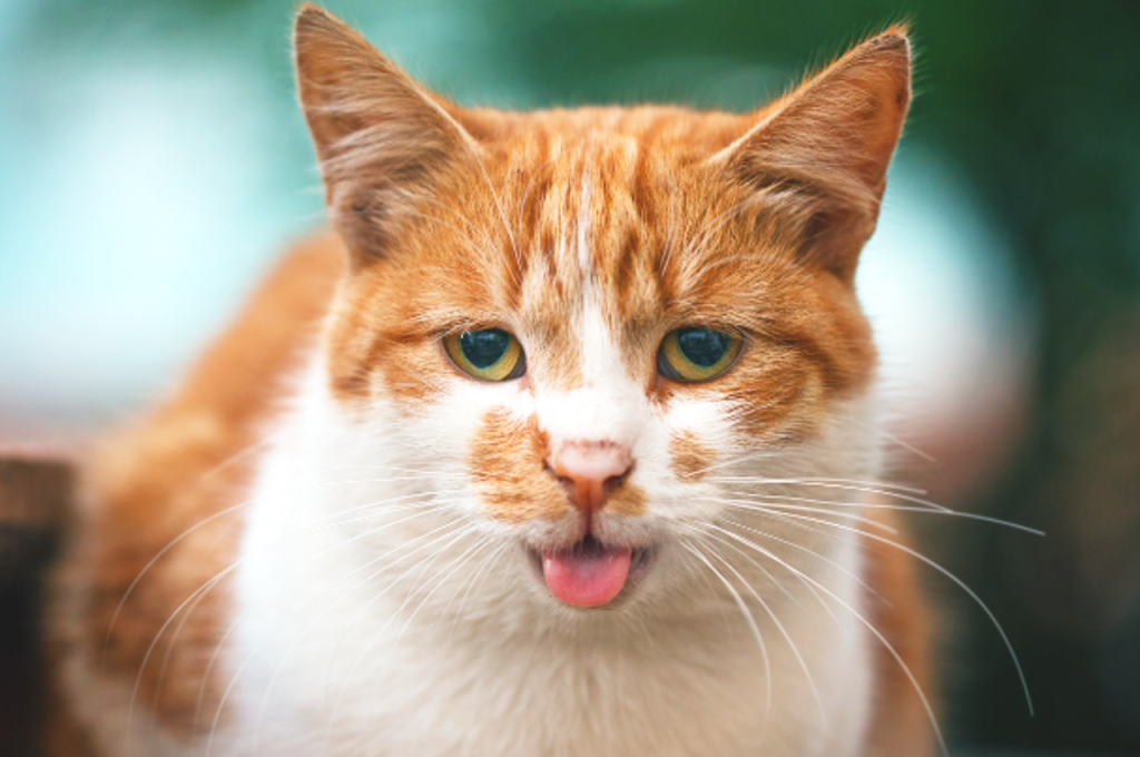 How do I comfort my cats panting?