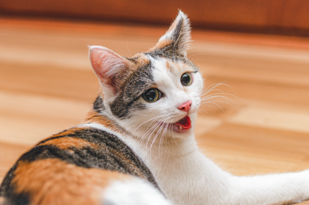 why is my cat panting